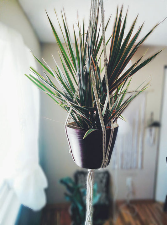 Macrame Plant Hanger, Hanging Planter